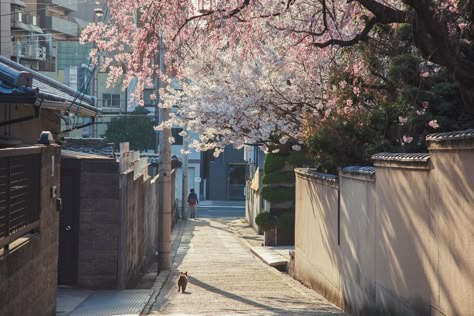 Cherry Blossom Trees, Japan Aesthetic, Blossom Trees, Pretty Places, Cherry Blossoms, My Aesthetic, Cherry Blossom, Blossom, Tokyo