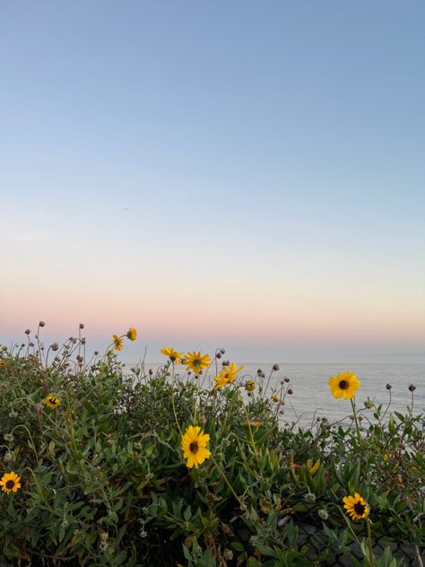 Summer Sunflower Aesthetic, Sunflower Sunset Aesthetic, Beach Dune Sunflower, Beach Sunflower, Pretty Sunflowers, Field Of Sunflowers Aesthetic, Sunflower Sunset, Picking Flowers, Sunflower Wallpaper