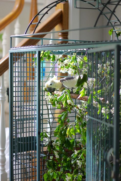 Parrot Cage Aesthetic, Indoor Parrot Aviary Ideas, Parrot Cage Decoration Ideas, Amazon Parrot Cage Setup, Parrot Setup, Quaker Parrot Cage Setup, Parrot Cage Ideas Design, Diy Parrot Cage, Parrot Cage Setup