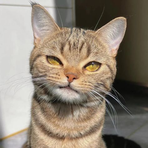 This cat's expression is just priceless! With a subtle smirk and a slight upturn of the mouth, it seems to be saying, "Are you kidding me?" 😏🐱 #pets #geoorood #catlover #funny #FelineExpressions #CheekyCats #CatWorld #CatCompanionship Cat Smirk, Cat Shocked Face Cute, Smirking Cat, Smirking Cat Face, Squashed Face Cat, Cat Disgusted Face, Tired Animals, Cat Expressions, Cat Smile Meme Funny