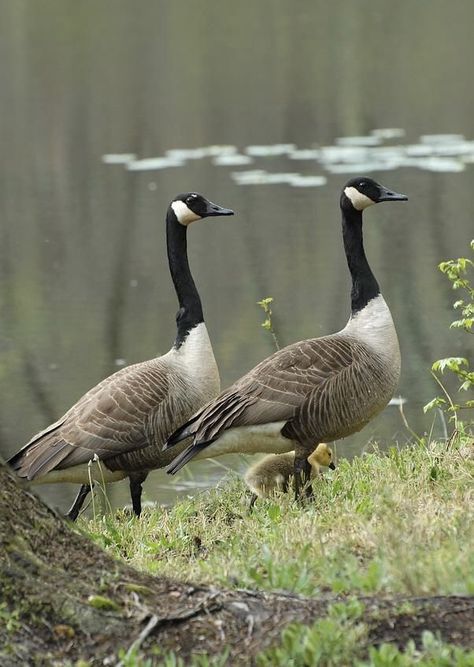 Canadian Geese, Canada Geese, Wild Geese, Ducks And Geese, Canadian Goose, Duck Duck Goose, Water Birds, Duck Duck, Lily Pond