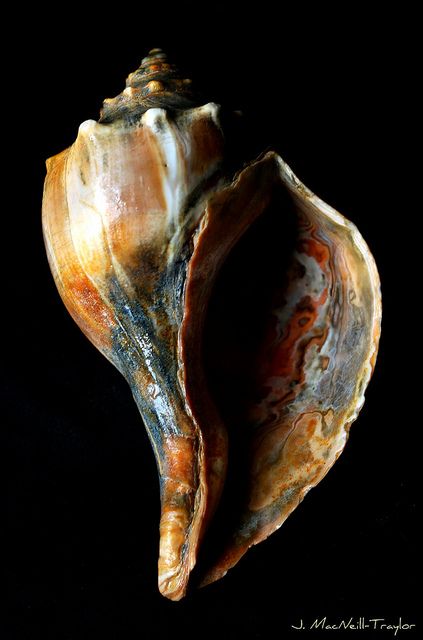 Whelk Shell, Message Center, Art Coquillage, Cape May Nj, Ocean Treasures, Shell Collection, She Sells Seashells, Shell Beach, Seashell Art