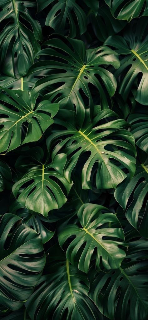 Iphone Plant Wallpaper, Wallpaper Plants Aesthetic, Plants Wallpaper Iphone, Plant Wallpaper Iphone, Green Aesthetic Leaves Wallpaper, Iphone Wallpaper Plants Green, Monstera Lockscreen, Houseplant Wallpaper Iphone, Monstera Phone Wallpaper