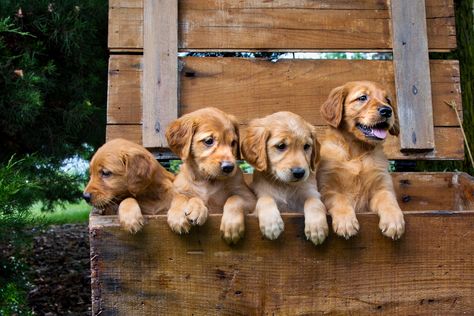 Grumpy Golden Retriever Warms Hearts as She's 'Not a Morning Person' Family Friendly Dogs, Grumpy Face, Popular Dog Breeds, Most Popular Dog Breeds, American Kennel Club, Popular Dog, Retriever Puppy, Sleeping Dogs, Beautiful Dogs