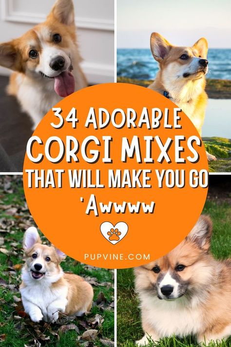 There are many Corgi mixes – but which one is the best? We’ll provide you with 34 popular crossbreeds so that you can decide for yourself. Corgi Poodle Mix, Corgi Mix Puppies, Corgi Doodle, Corgi Husky Mix, Corgi Mix Breeds, Corgi Cross, Corgi Dog Breed, Poodle Mix Puppies, Corgi Breeds