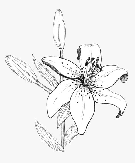 Lily Line Drawing, Tiger Lily Drawing, Botanical Illustration Black And White, Lily Drawing, Tiger Lily Tattoos, Deco Surf, Lilies Drawing, Tree Drawings Pencil, Flower Line Drawings