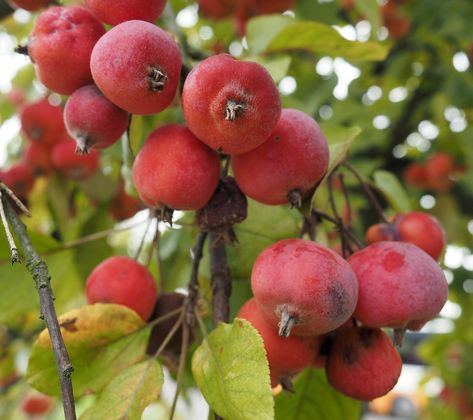 easy Crab Apple Jelly, Crab Apples, Apple Jelly, Red Crab, Fruit Display, Apple Health, Crabapple Tree, Rose Family, Ornamental Trees