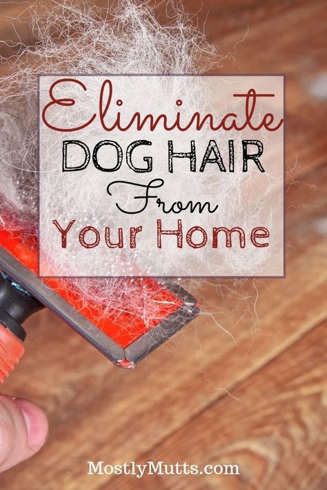 How To Keep Dog Hair Off Of Everything, How To Manage Dog Hair, How To Clean Dog Hair Off Couch, Dog Hair Cleaning Life Hacks, How To Get Rid Of Dog Hair In The House, How To Control Dog Hair In The House, Get Rid Of Dog Hair In House, How To Get Dog Hair Off Blankets, How To Keep Dog Hair Under Control