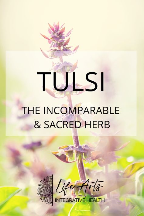 Holistic Art, Tulsi Benefits, Tulsi Benefits Health, Tulsi Herb Benefits, Tulsi Tea Benefits, Tulsi Leaves, Ayurvedic Medicine Herbs, Tulsi Tea, Herb Life