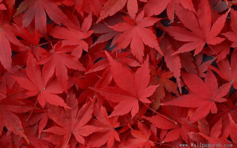 Red leaf wallpaper | Wallpaper Wide HD Red Leaves Aesthetic, Red Leaf Wallpaper, Red Forest Wallpaper, Red And Gold Leaf Wallpaper, Red Autumn Leaves, Maple Shade, Red Maple Tree, Ipad Air Wallpaper, Red Maple