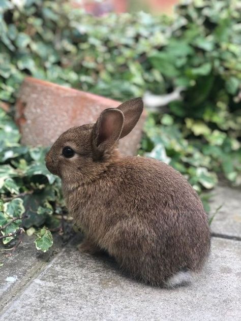 Bunny Photography, Rabbit Home, Daily Bunny, Urn Design, Brown Bunny, Baby Rabbit, Animal Help, Cute Animal Clipart, Bunny Rabbits