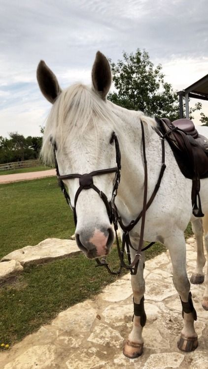 Flee Bitten Grey Horse, Flea Bitten Horse, Fleabitten Horse, Flea Bitten Grey Horse, Kwpn Horse, Grey Horses, Dream Horse, Horse Aesthetic, Most Beautiful Horses