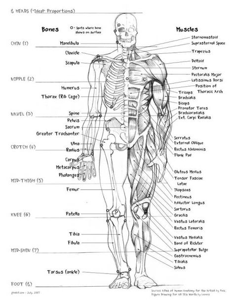 muscle_body_part_names_anatomy_human_bones_drawing_names_science_biology_skellington Human Body Muscles, Human Muscle Anatomy, Anatomy Bones, Human Body Anatomy, Human Bones, Human Anatomy Drawing, Medical School Studying, Muscle Anatomy, Human Anatomy And Physiology