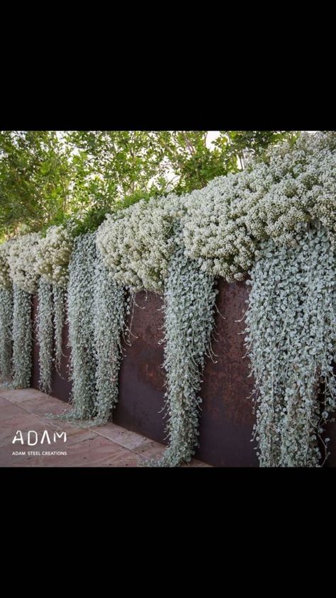 Garden Planter Boxes, Plants Growing, Indoor Gardens, Have Inspiration, Native Garden, Wall Garden, White Gardens, Planter Box, Hanging Garden