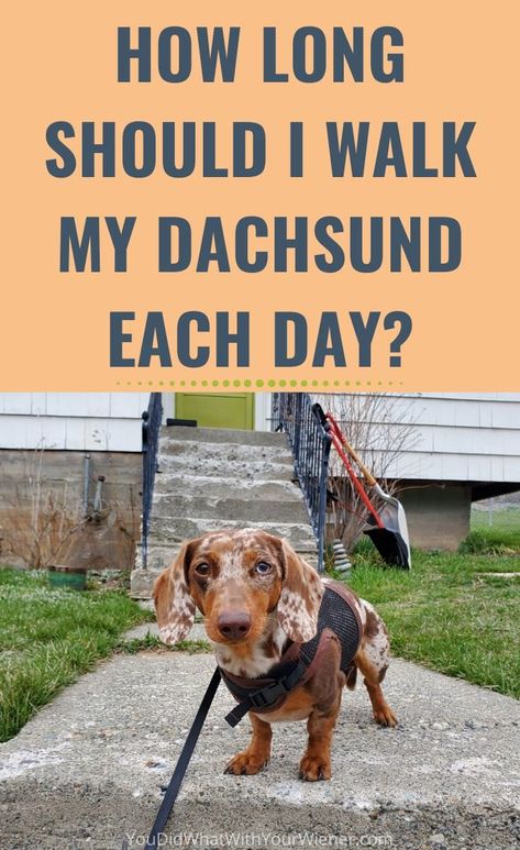 Dachshund Facts, Dog Illnesses, Dachshund Puppy Training, Dog Aggression, Dachshund Training, Dachshund Breed, People And Animals, Dachshund Design, Miniature Dachshunds