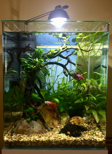 My Aquarium 😊 Fish Tank Aquascape, Natural Betta Tank, Betta Fish Tank Plants, Female Betta Tank, Betta Sorority Tank Ideas, Ten Gallon Fish Tank Ideas, Female Betta Fish Sorority, Fish Tank Ideas Betta, Small Fish Tank Ideas Bedrooms