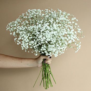 Long Vase, White Flower Arrangements, Flower Identification, Popular Flowers, Small White Flowers, Cat Air, Flower Arrangements Diy, Bouquet Arrangements, Flower Care