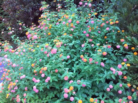 'Miss Huff' Lantana Miss Huff Hardy Lantana, Garden Proposal, Attract Butterflies, Plant List, Butterfly Garden, Rose Garden, Backyard Landscaping, Landscape Design, Planting Flowers