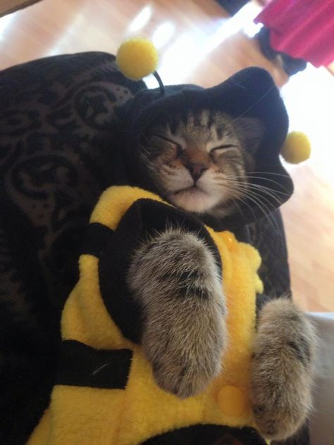 Sleepy Animals, Animal Humour, Bee Costume, Pet Halloween Costumes, Cat Icon, Chuck Norris, Silly Cats, Cats Meow, Funny Animal Pictures