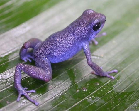 Purple+Poison+Dart+Frog | ... think of maybe pumilio cauchero. I've seen some "purple" looking ones Purple Frog, Poison Frog, Dart Frogs, Amazing Frog, Pet Frogs, Poison Dart, Purple Tree, Frog Sitting, Frog Pictures