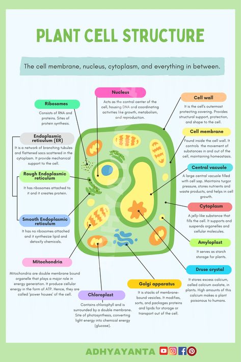 Cell biology plantcellstructure biology science education infographics studyguide nursing nursingstudent Plant Cell Notes, Structure Of Cell, Plant Cell Parts, Plant Cell Organelles, Edible Cell Project, Cell Biology Notes, Plant Cell Project, Edible Cell, Plant Cell Structure