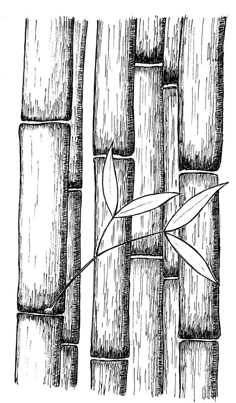 Bamboo  by Rob Stevenson Bamboo Pencil Drawing, Bamboo Line Art, Bamboo Drawing Sketch, Bamboo Drawing Simple, Bamboo Tree Drawing, Bamboo Sketch, Drawing Bamboo, Bamboo Drawing, Ink Drawing Techniques