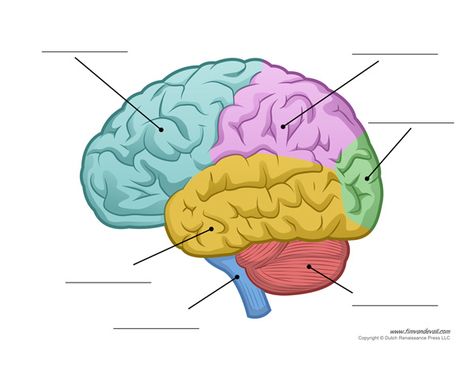 Parts of the Human Brain Human Brain Parts, Human Brain Diagram, Human Heart Diagram, Human Body Diagram, Brain Lobes, Function Diagram, Braces Ideas, Brain Diagram, Brain Parts