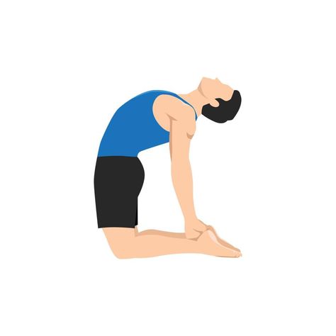 Man doing camel pose or ustrasana exercise. Flat vector illustration isolated on white background Ustrasana Pose, Camel Pose Yoga, Yoga Class Plan, Yoga Illustration, Camel Pose, Flat Vector Illustration, Plan Drawing, Cityscape Photos, Flat Vector