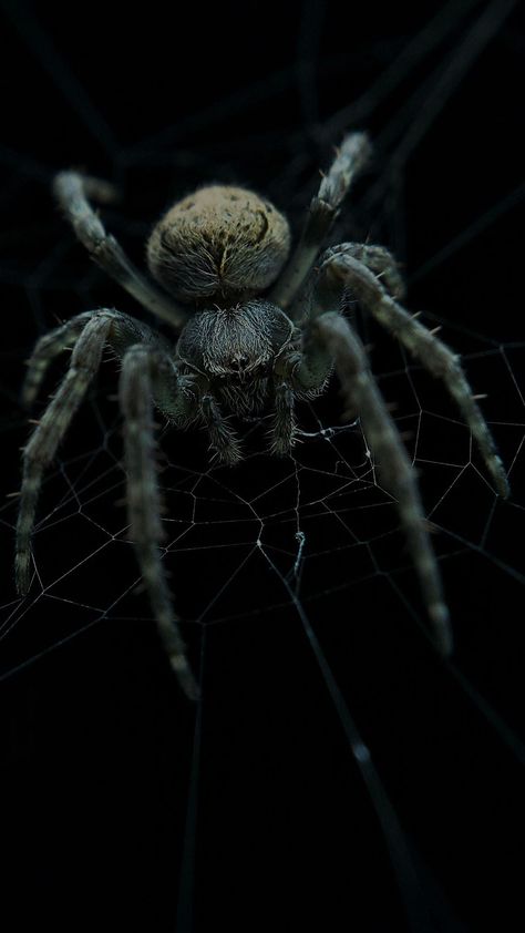 Bug Reference, Spider Wallpaper, Uicideboy Wallpaper, Spider Man Comics, Arachnids Spiders, Huge Spiders, Spider Species, Spider Drawing, Wolf Spider