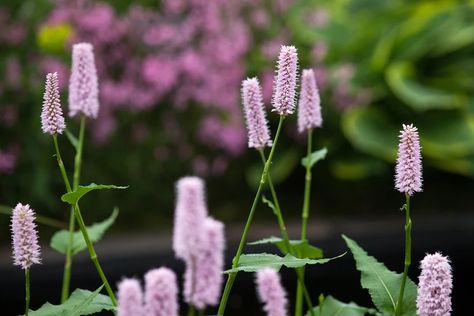 Persicaria Bistorta, Garden Oasis, Planting, Garden Plants, Garden Ideas, Oasis, Plants