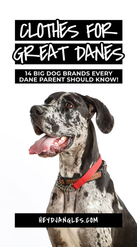 Best Coats & Clothes for Great Danes: 14 Big Dog Brands to Know - incl. Voyagers K9 Apparel, Canada Pooch, Mila + Me, Gold Paw, GF Pet, Chilly Dog, WeatherBeeta and more! #bigdog #greatdane #giantbreed #dogclothes Great Dane Jacket Pattern, Great Dane Accessories, Great Dane Sweater, Great Dane Crate, Dog Brands, Canada Pooch, Merle Great Danes, Diy Dog Sweater, Blue Great Danes