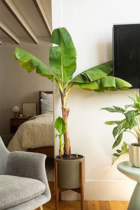 Banana House Plant, Basjoo Banana Tree, Banana Tree In Pot Indoor, Banana Trees In Pots, Banana Tree Plant, Indoor Banana Plant, Growing Banana Trees, Banana Plants In Pots, Banana Tree In Pot