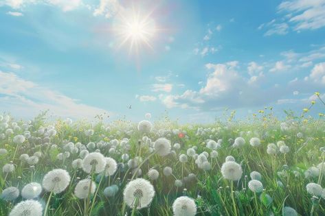 Photo dandelion field blue sky and sun | Premium Photo #Freepik #photo Field Of Dandelions, Dandelion Field, Dandelion Art, Sky Pictures, Green Sky, Sky Photos, Premium Photo, Childhood Memories, High Quality Images