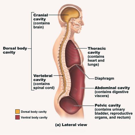 Did you know that you have several diaphragms in your body? It’s not something we think about every day but let’s review where a few are. 🫁 the respiratory diaphragm 🦷 the oral cavity diaphragm 🧠 the cranial cavity diaphragm Collectively, these all help support our pelvis. These diaphragms that separate the body cavities are constantly moving. And every time that we take a breath or speak, there is a response to the pressure we apply. The more you know. 📚 #tendingtoyourwomb #womensh... Pelvic Diaphragm, Body Cavities, Human Anatomy Picture, Physiology Notes, Medical Terminology Study, Human Body Worksheets, Thoracic Cavity, Nursing Motivation, Doctor Quotes