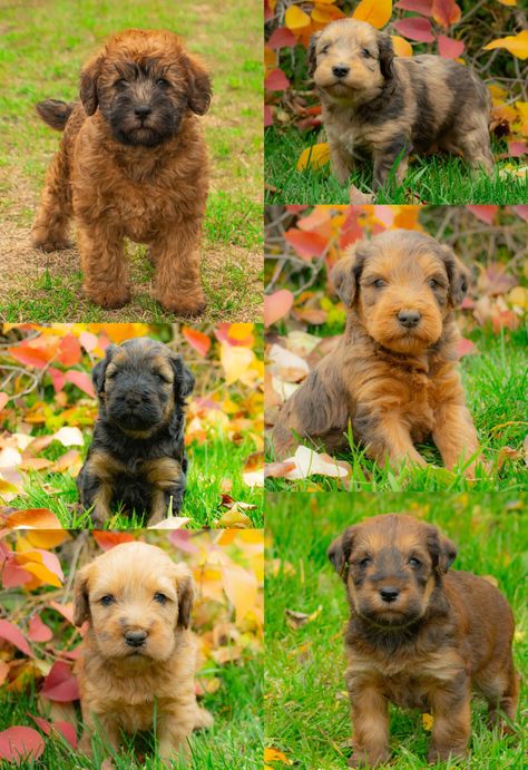 About Whoodles - Mini Whoodles - My Whoodle Puppies for sale Whoodle Puppies For Sale, Whoodle Dog, Whoodle Puppy, Soft Coated Wheaten Terrier, Be Soft, Wheaten Terrier, Daily Exercise Routines, Hip Dysplasia, Silky Hair