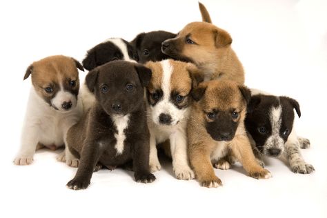 Where Can I Get Free Puppies? Distemper In Dogs, Free Puppies For Adoption, Jack Chi, Pomeranian Chihuahua Mix, Puppy Litter, House Training Puppies, Puppies For Adoption, Free Puppies, National Puppy Day