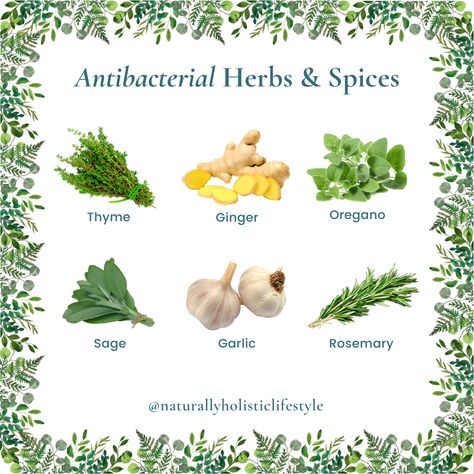 Antibacterial Herbs & Spices Antibacterial Herbs, Antiviral Herbs, Apothecary Recipes, Oregano Tea, Herbal Flowers, Medicinal Gardening, Herbal Living, Body Purification, Oregano Oil Benefits