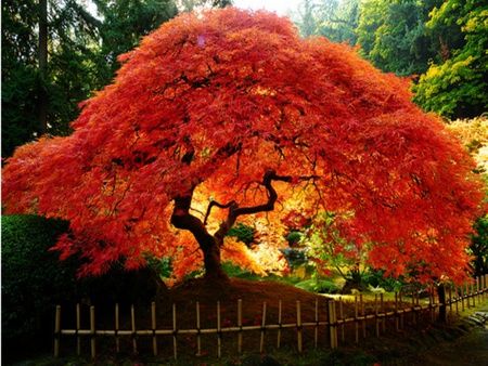 Japanese Maple Tree in Full Colour                                                                                                                                                                                 More Maple Tree Landscape, Red Maple Tree, Landscaping Trees, Japanese Maple Tree, Tree Seeds, Japanese Maple, Maple Tree, Garden Trees, Autumn Garden