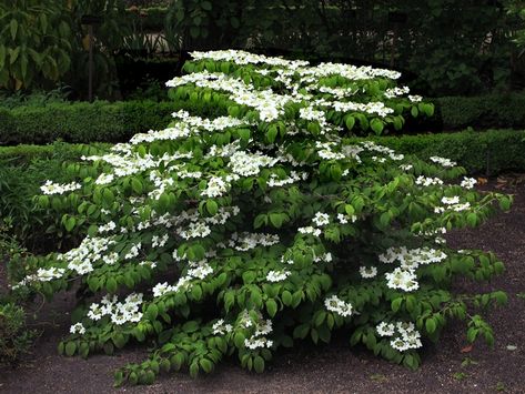 Viburnum Mariesii, Structural Plants, Viburnum Plicatum, Snowball Viburnum, Viburnum Opulus, Fast Growing Evergreens, Fragrant Plant, Master Gardener, Diy Pergola