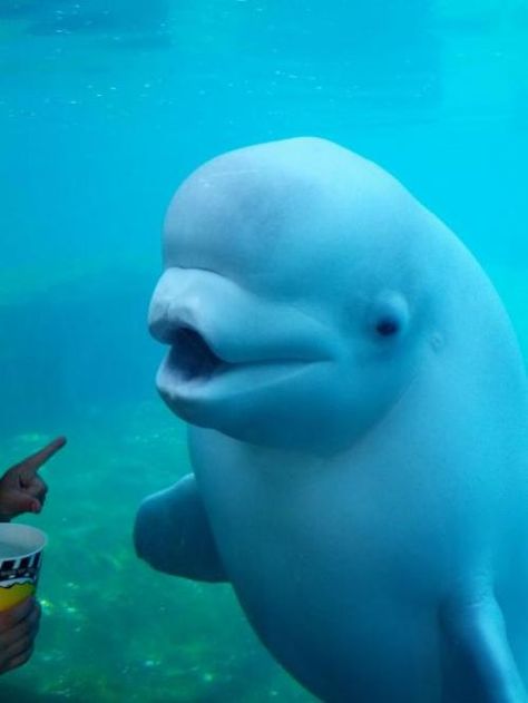 Squishy beluga :) Whale Pictures, Beluga Whales, Beluga Whale, Beautiful Sea Creatures, Rare Animals, Marine Mammals, Ocean Creatures, Marine Animals, Ocean Animals