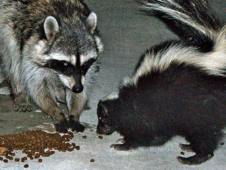 Noises In The Crawl Space? Why You Shouldn't Ignore It. - New Leaf Pest Control | Portland Oregon Pest Control| Vancouver Washington Pest Co... Wild Animals Attack, Baby Raccoon, Animal Attack, Forest Photos, Cute Raccoon, Raccoon Funny, Cat Door, Trash Panda, Animal Control