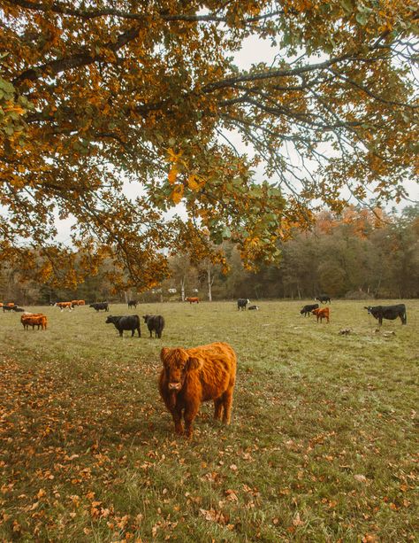 Old Windmills, Fall Mood Board, Unique Trees, Fall Inspo, Best Seasons, Autumn Cozy, Autumn Aesthetic, Fall Wallpaper, Samhain