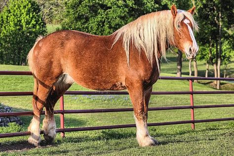 Belgian Draft Horse Breed Info & Facts Belgian Draft, Draft Horse Breeds, Belgian Draft Horse, Belgian Horse, Largest Horse Breed, Percheron Horses, Strongest Animal, Draft Horse, Texas Bluebonnets