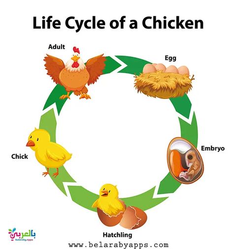 Life Cycles Kindergarten, Biology For Kids, Ladybug Life Cycle, Cycle For Kids, Chicken Life Cycle, Bee Life Cycle, Life Circle, Chicken Vector, Baby Books Diy