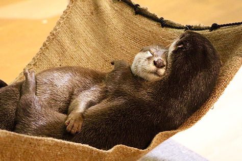 Otters Cuddling, Two Otters Holding Hands, Otters Sleeping Holding Hands, Otters Hugging, Sea Otters Holding Hands, Otter Standing Up, Significant Otter, Otters Cute, Otter Love