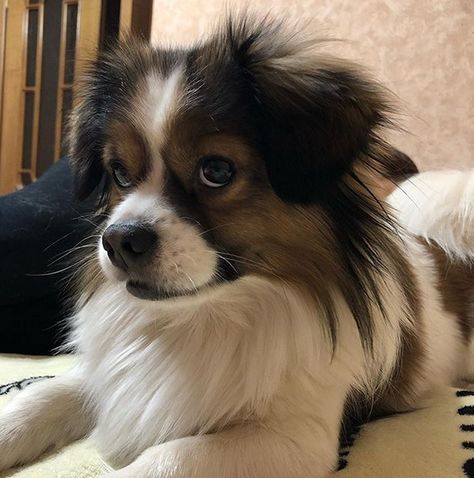 14 Things Only Tibetan Spaniel Owners Will Understand | Page 2 of 5 | PetPress Tibetan Spaniel Puppy, Akc Breeds, Tibetan Spaniel, Dream Dog, Spaniel Puppies, Guilty Pleasures, Nice Things, Dog Breed, Old Pictures