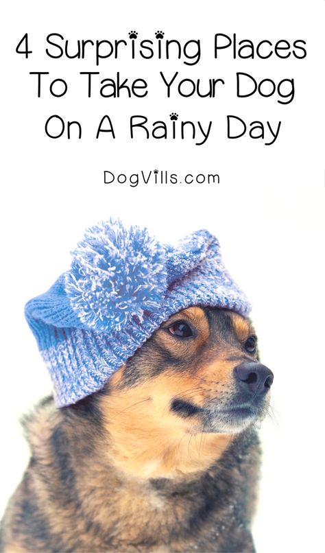 4 Surprising Places to Take Your Dog on a Rainy Day House Training Puppies, Dog Whisperer, Dog Enrichment, Dog Halloween Costumes, On A Rainy Day, Dog Costumes, Bad Weather, A Rainy Day, Dog Behavior