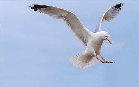 RSPCA investigates 'seagull fishing' after one bird killed and… Seagull Tattoo, Herring Gull, Art Assignments, World Birds, Beautiful Photos Of Nature, Sea Birds, Black And Grey Tattoos, Animal Photography, Birds