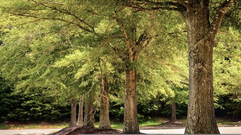 Willow Oak: A Handsome Southerner Willow Oak Tree, Louisiana Landscape, Oak Trees Landscaping, Tree Leaf Identification, Red Oak Tree, Willow Oak, Leaf Identification, Outside Lands, Arbor Day