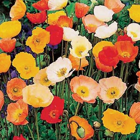 poppy gnome plants Iceland Poppies, Icelandic Poppies, American Meadows, Poppy Garden, Wildflower Garden, Floral Inspiration, Poppy Seeds, Wildflower Seeds, Flowers Garden